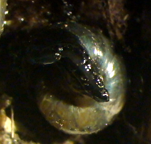 Oligolimax cf. annularis